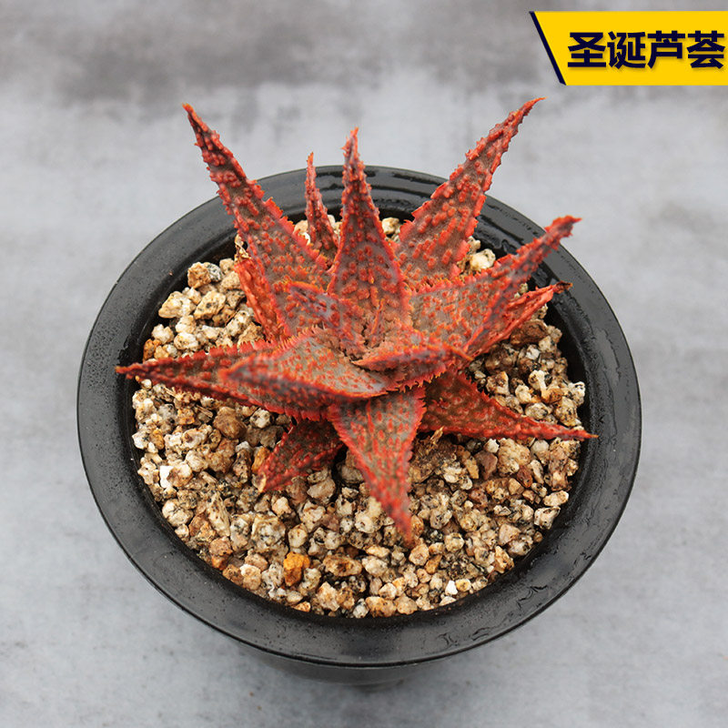 花田舍 圣诞芦荟多肉植物 美国超级红芦荟办公室组合阳台庭院盆栽,鲜花速递/花卉仿真/绿植园艺,多肉植物,淘宝优惠券,粉丝福利购,淘宝优惠卷