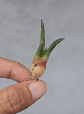 牡丹稀缺各种混播小颗多肉植物
