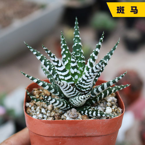 花田舍斑马开花美观好养多肉植物