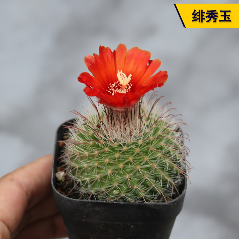绯秀玉实生仙人球开花红花美观好养易度夏仙人掌多肉阳台庭院盆栽