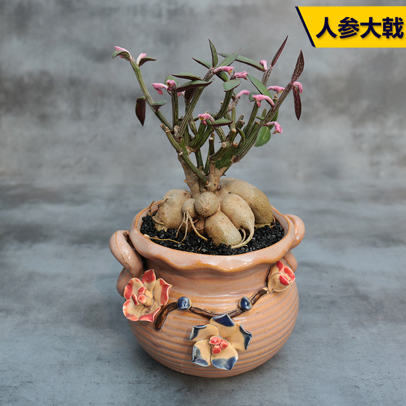 花田舍 人参大戟多肉植物 办公室桌面阳台小盆栽大戟科块根花卉