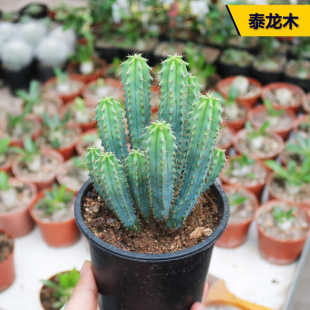 泰龙木仙人柱趣味多头群生美观多肉植物盆栽花卉室内桌面组合肉肉