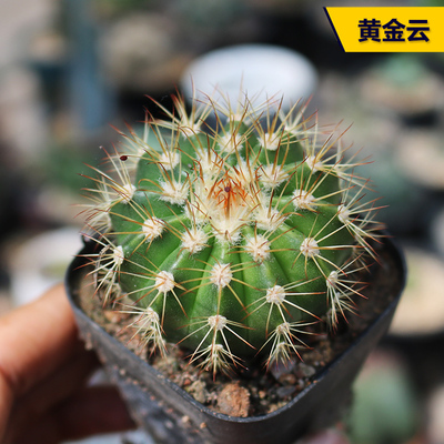 黄金云实生仙人球趣味小盆栽开花