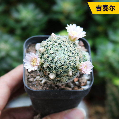 开花勤花美观实生吉赛尔仙人球