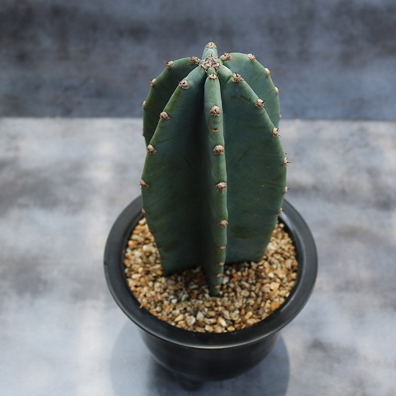 量天尺 大型仙人柱仙人掌阳台庭院露养开花好养活易度夏观赏盆栽