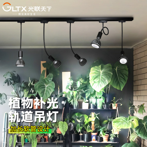 室内绿植热植鹿角蕨补光灯轨道灯