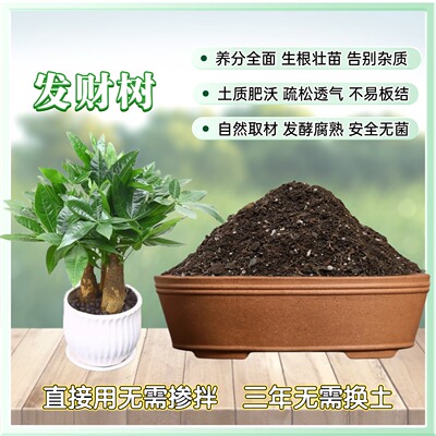 皇朝金品发财树专用营养土透气