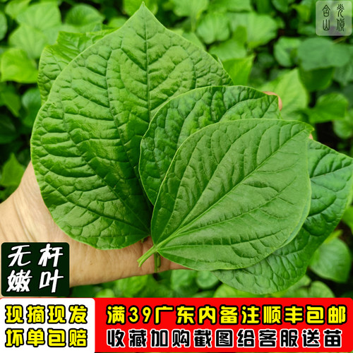 哈蒌叶广东野菜新鲜蛤篓叶炒田螺蛤捞叶越南菜蛤蒌叶卡娄叶假蒌叶