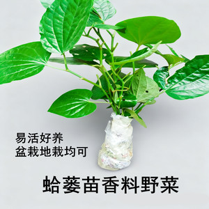 假蒌苗香料带根带叶易活盆栽