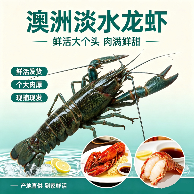 澳洲小龙虾鲜活蓝龙淡水养殖78活虾
