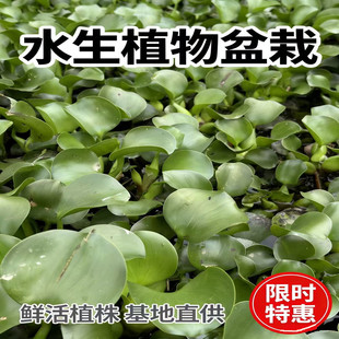 鱼缸水培植物水上浮萍水草鱼池水葫芦乌龟净化水质鱼塘造景
