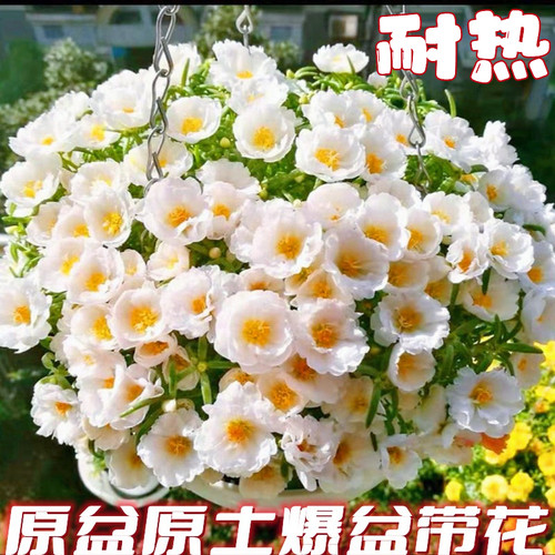 夏季耐热太阳花成品满盆带花盆栽