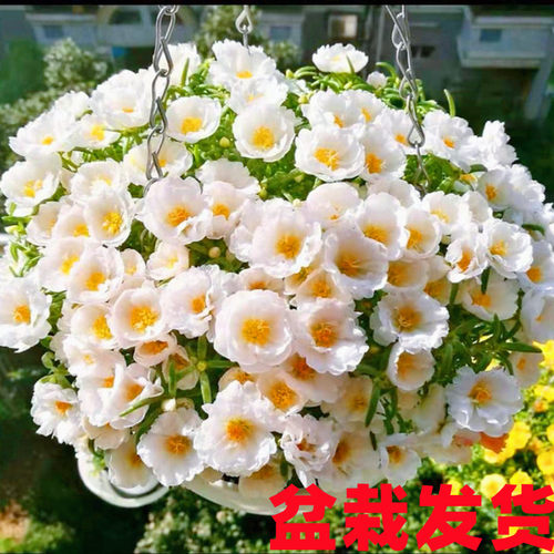 夏季耐热太阳花成品满盆