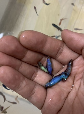 东东同学自繁泰国斗鱼苗将军鱼苗fancy 糖果金属鱼苗2一3cm斗鱼苗