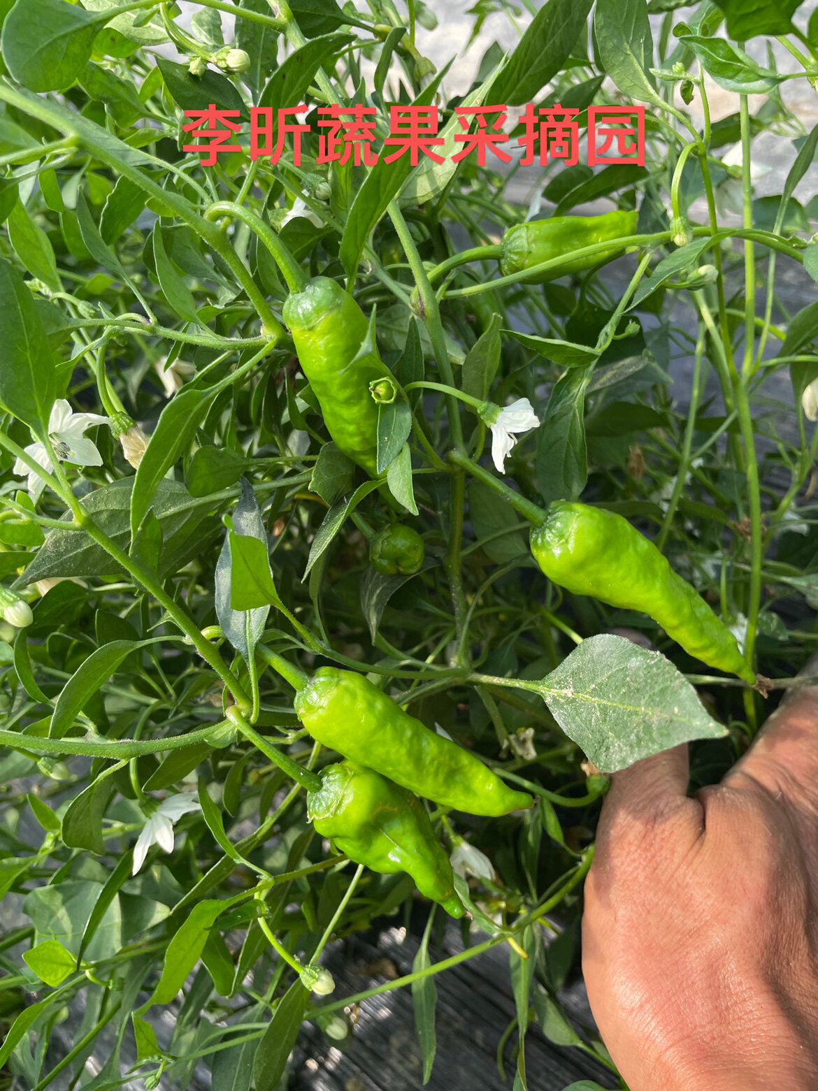 自产自销正宗丰收辣椒江西余干枫树辣椒特产新鲜现摘秒杀5斤包邮