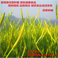 黄花菜种苗 种植苗 黄花菜根苗 金针菜苗根 庭院四季种植现挖发货