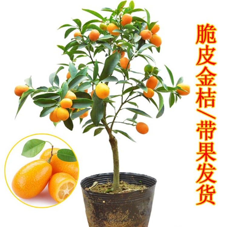 金桔苗果树水果树苗盆栽户外阳台四季带果可食用无籽脆皮金橘树苗