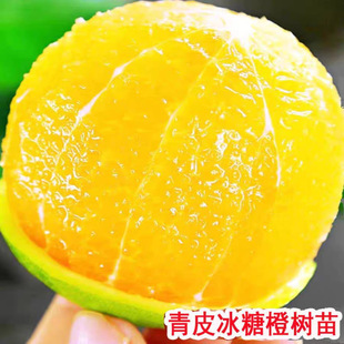 青皮冰糖橙苗浓甜无籽橙子树苗盆栽地栽南方北方庭院种植果树果苗
