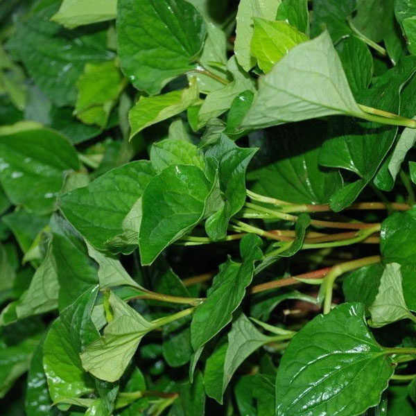 原生鱼腥草新鲜狗心草折耳根狗点耳材干货深山货肺清泡茶