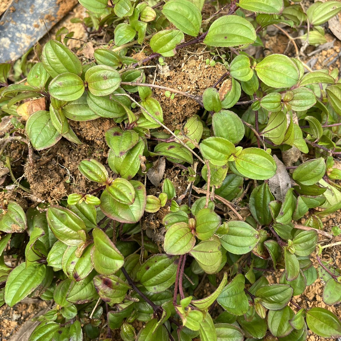 天然新鲜地稔草 地稔苗 连地稔山地菍铺地锦地脚茶地茄子矮脚地菍