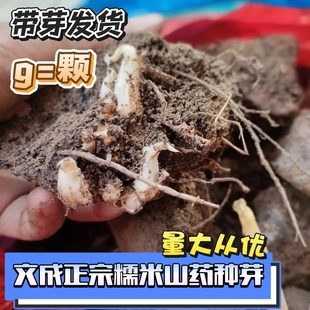 浙江高山文成正宗糯米山药带芽发货