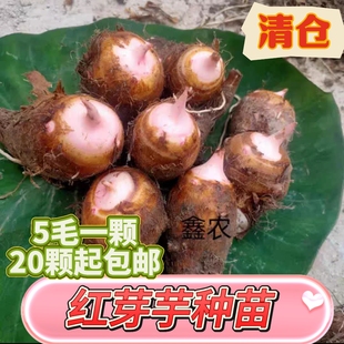 文成高山新鲜蔬菜红芽芋芋早芋软糯香轻食带芽发货