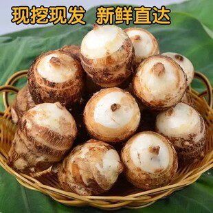浙江高山蔬菜新鲜现挖奶白芋早芋软糯小芋