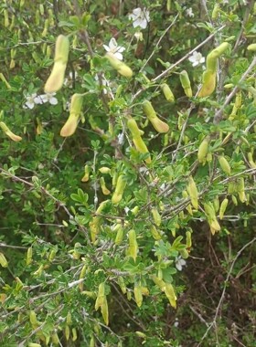 金雀花食用阳雀黄雀花锦鸡儿花金花骨朵树苗盆栽南雀耐寒植物阳台