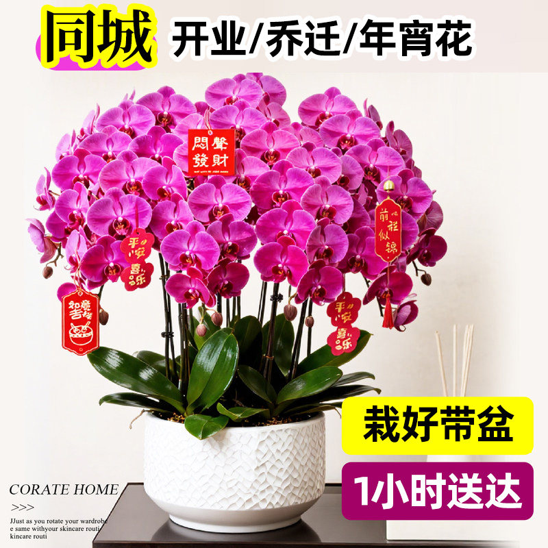 成都蝴蝶兰大盆栽同城速递真鲜花配送年宵花开业礼物乔迁全城配送