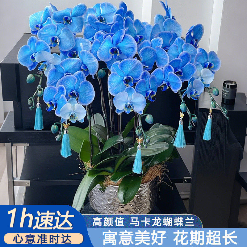 马卡龙粉蓝蝴蝶兰盆栽吸色/染色年宵花开业乔迁生日成都德阳同城