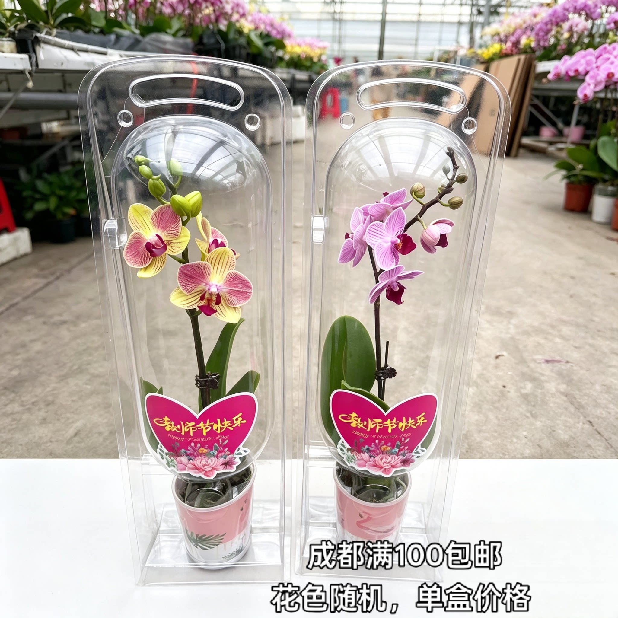 中秋节礼物蝴蝶兰礼盒花成都同城花期长送小区业主盆栽高端蝴蝶兰