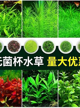 无菌杯水草植物鱼缸造景