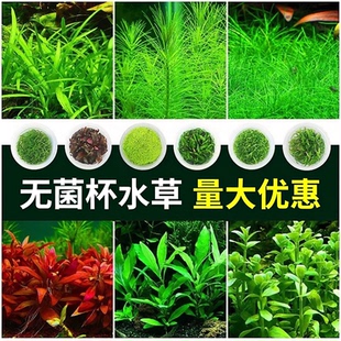 无菌杯水草植物鱼缸造景前景草日本矮珍珠趴地牛毛草中景草后景草