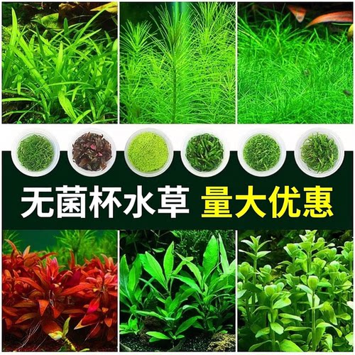 无菌杯水草植物鱼缸造景