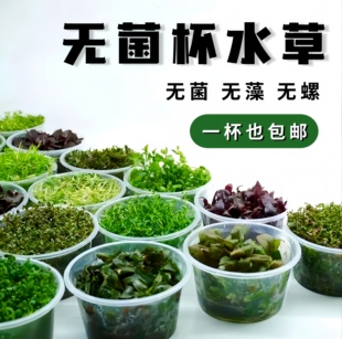 养鱼造景水草无菌杯植物日本迷你爬地矮珍珠高珍珠天胡荽前后宫延