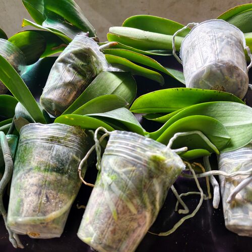 蝴蝶兰花后苗随机盲盒颜色10颗30米