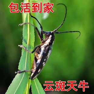 天牛活虫天牛宠物甲虫云斑白条天牛吃杨柳树皮易养无毒昆虫