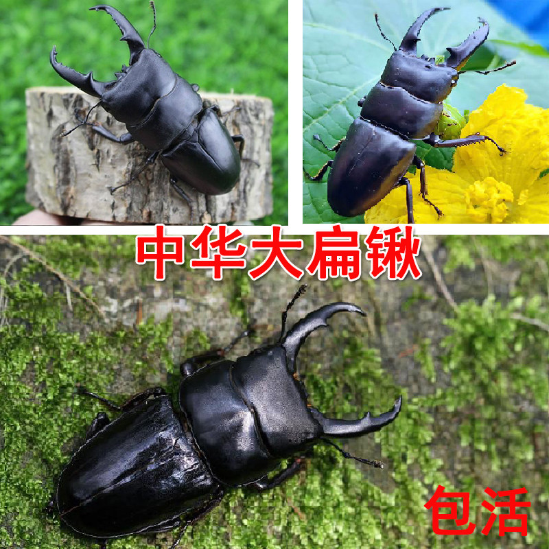 中华大锹甲成虫活体网红宠物纯野生中华大扁锹甲新手入门杂食性