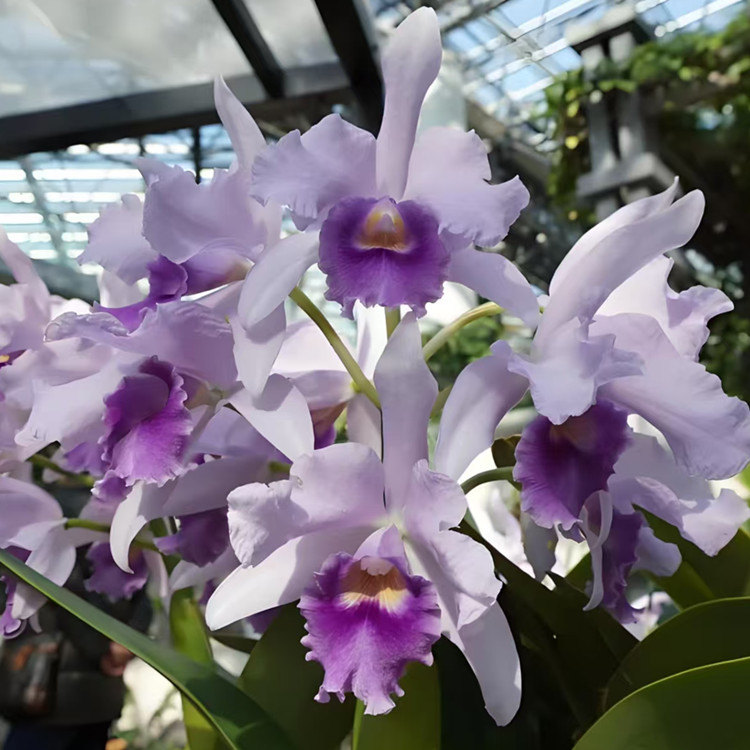 卡特兰Ctt. Poor Paul 'Blue Heaven' PC/JOS 可怜保罗室内洋兰花