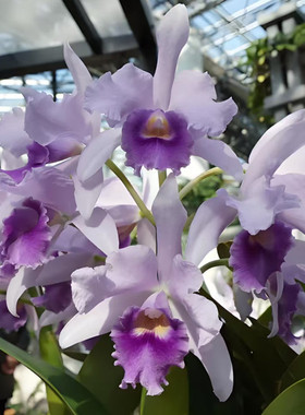 卡特兰Ctt. Poor Paul 'Blue Heaven' PC/JOS 可怜保罗室内洋兰花