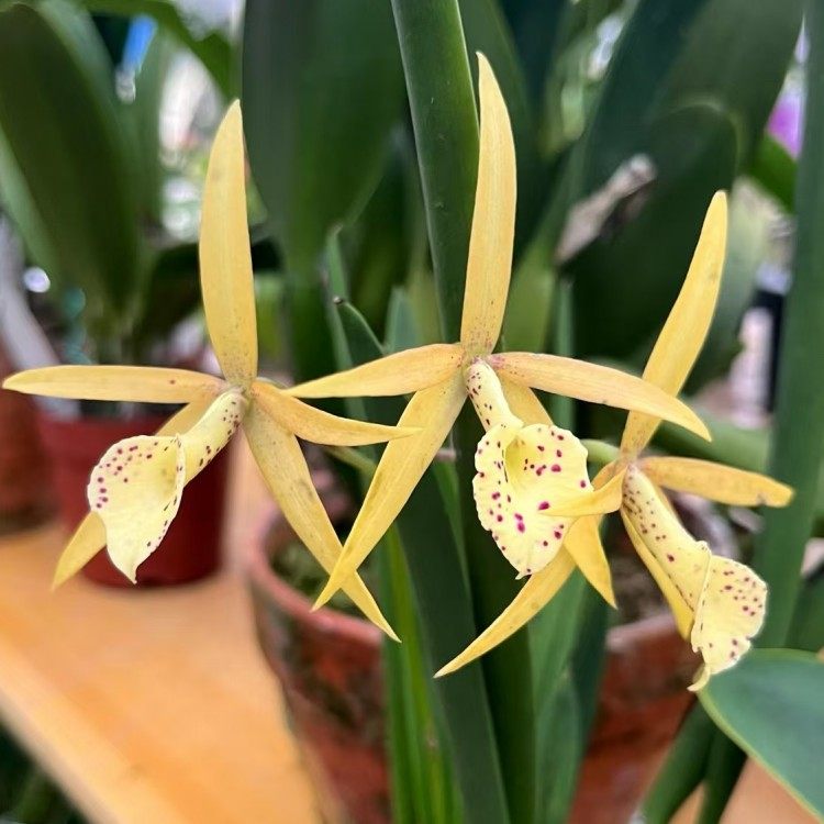 棒叶卡特兰Bl. Yellow Bird 黄鸟 变色斑点白拉索带花苞,鲜花速递/花卉仿真/绿植园艺,国兰/杂交兰/洋兰类,淘宝优惠券,粉丝福利购,淘宝优惠卷