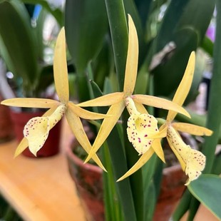 棒叶卡特兰Bl. Yellow Bird 黄鸟 变色斑点白拉索带花苞