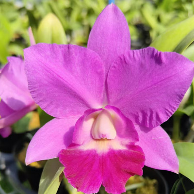 卡特兰Rlc. Chialin Little Cutie 'Lovely'佳林小可爱室内洋兰花