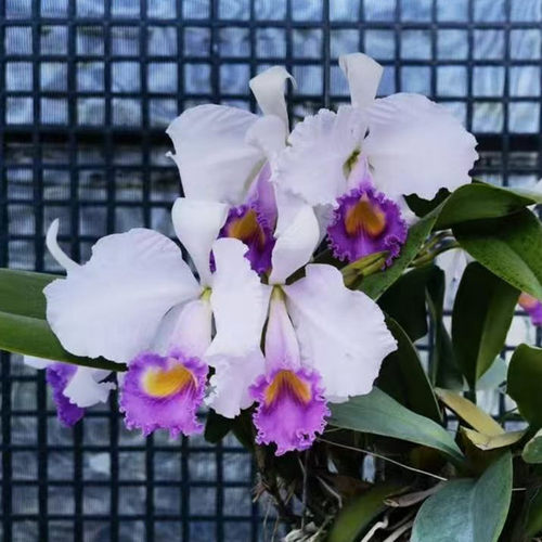 卡特兰原卡C. trianaei var.coerulea ‘Blue Moon’蓝月亮洋兰花