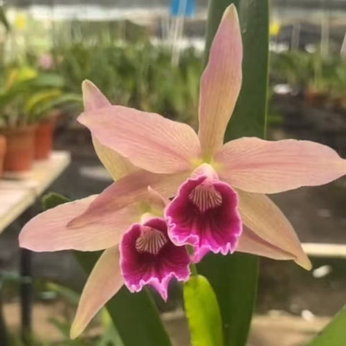 卡特兰暗色婆婆C. Pacavia (purpurata var. flamea X tenebrosa)