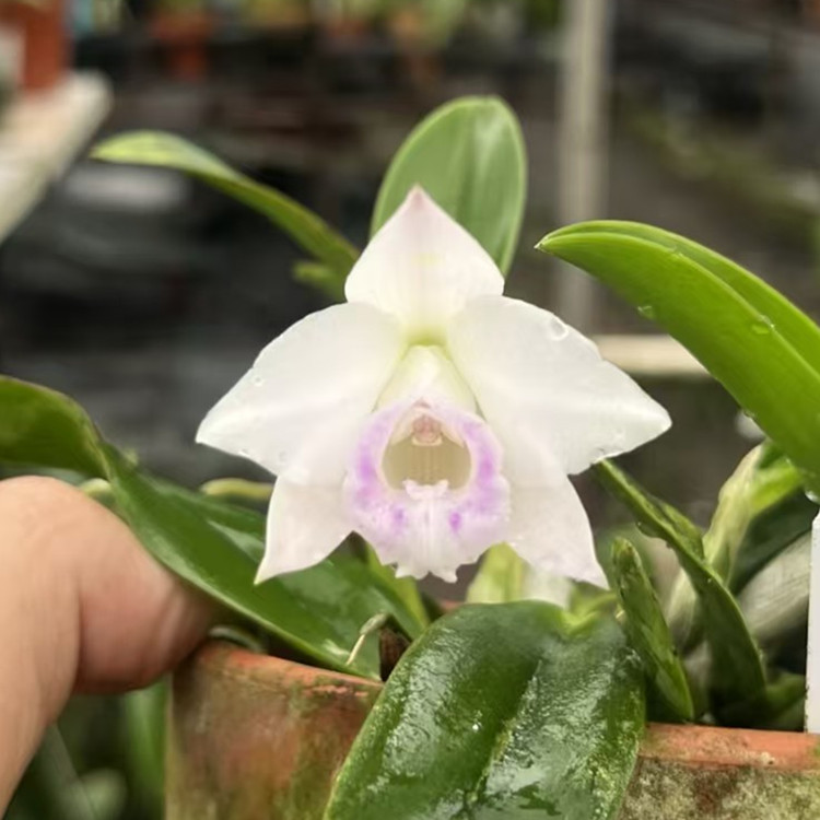 卡特兰原卡迷你植株Laelia alaorii x sib小虎牙室内办公室洋兰花