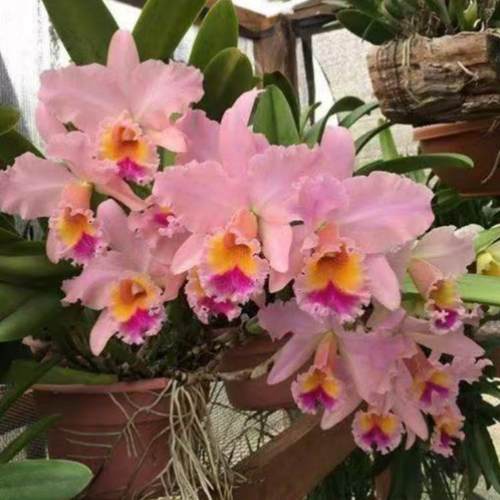 好养卡特兰龙岩丽景兰业