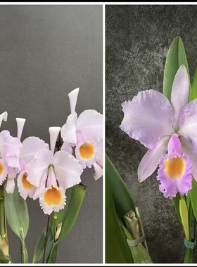 卡特兰舒罗C.schroederae (albescens 'Big Yolk' x conc:olor)