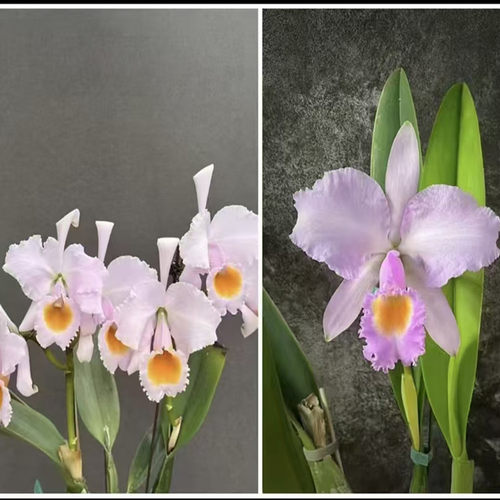 卡特兰舒罗C.schroederae (albescens 'Big Yolk' x conc:olor)