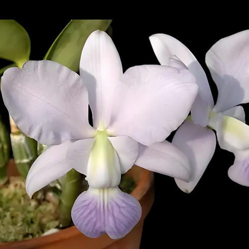 卡特兰蓝色走路人爱德华C.walkeriana fma.coerulea